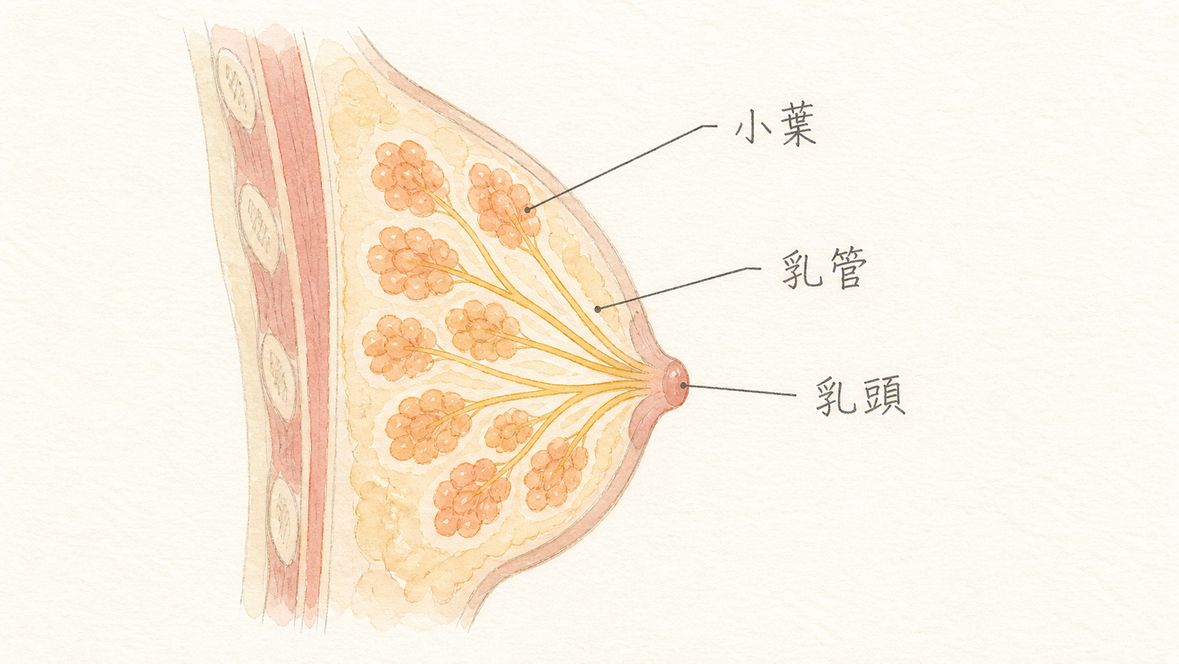 乳房の断面図。小葉・乳管・乳頭を示した模式図